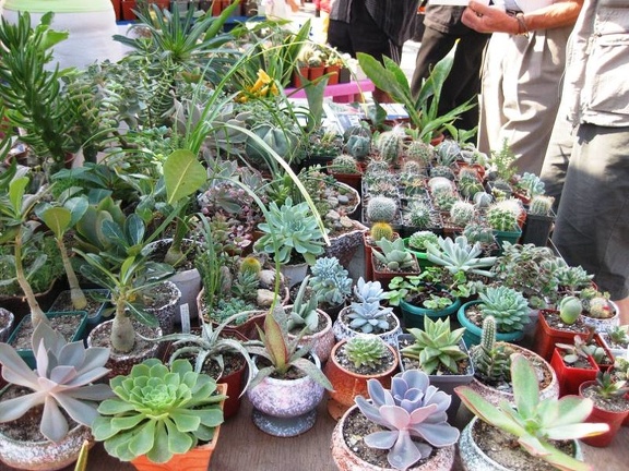 Городская выставка цветов, август 2008