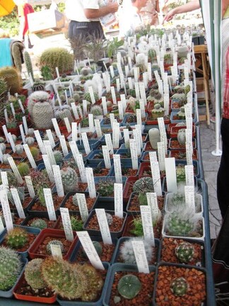 Городская выставка цветов, август 2008