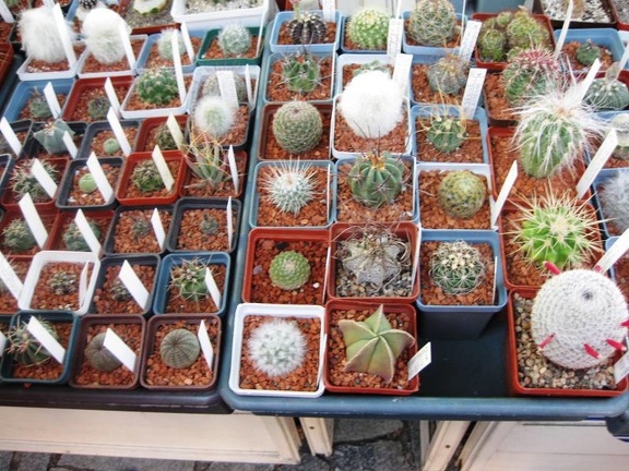 Городская выставка цветов, август 2008