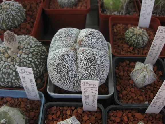 Городская выставка цветов, август 2008