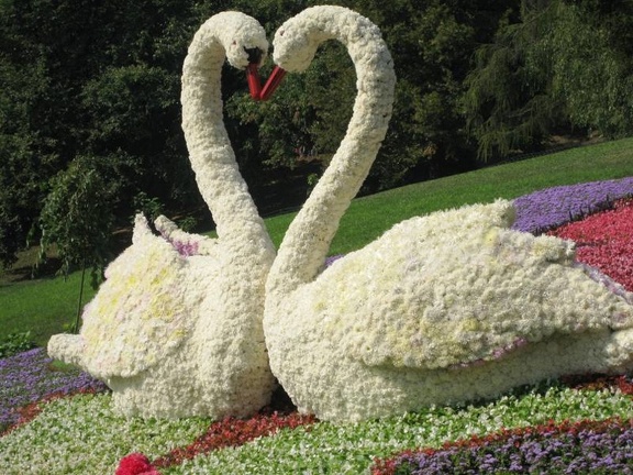 Городская выставка цветов, август 2008