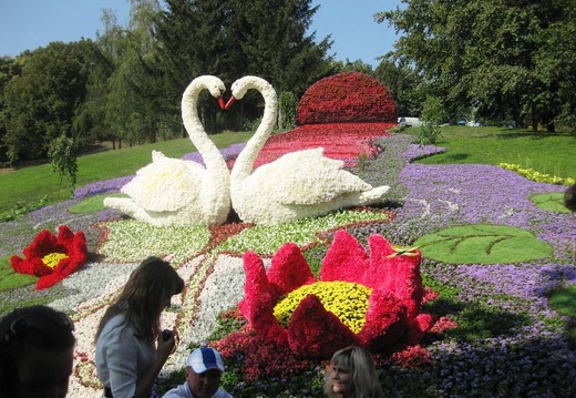 Городская выставка цветов, август 2008 (2287 відвідувань) Фото Лорана и Сергея Комяти (Кировоград)
Городская выставка цветов, август 2008