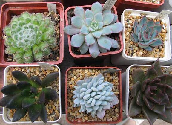 Выставка май 2006 (Киев)