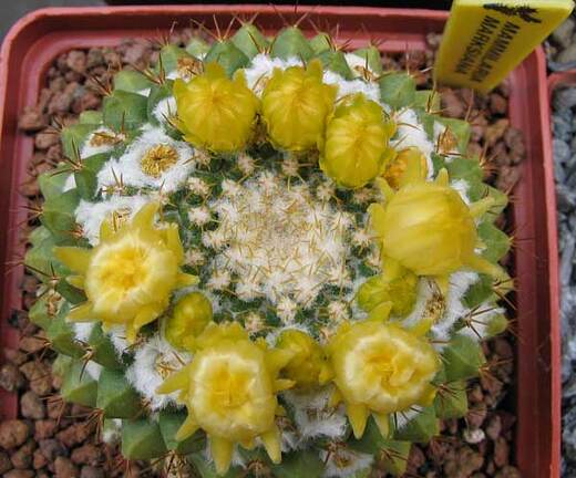 Выставка май 2006 (Киев)