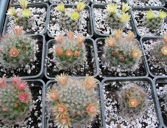 Выставка май 2006 (Киев)