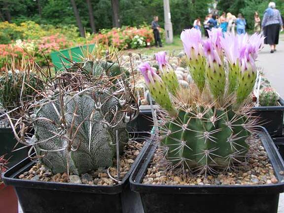 Выставка май 2006 (Киев)