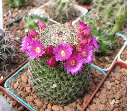 Выставка май 2006 (Киев)