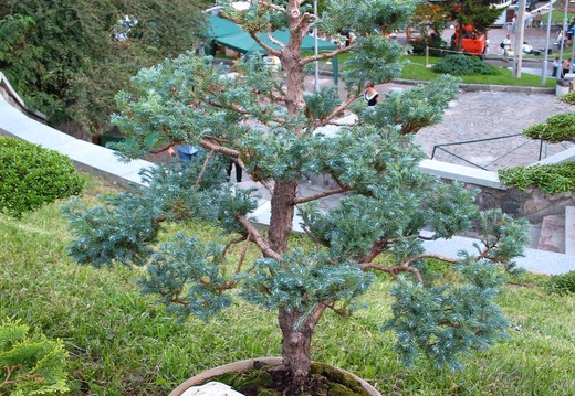 Выставка август 2007 (1823 відвідувань) Бонсай - живая скульптура.
Фото Алексея Вовк (Киев) Выставка август 2007