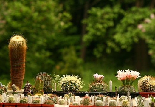 Выставка май 2005 (Киев) (1926 відвідувань) Выставка май 2005 (Киев)