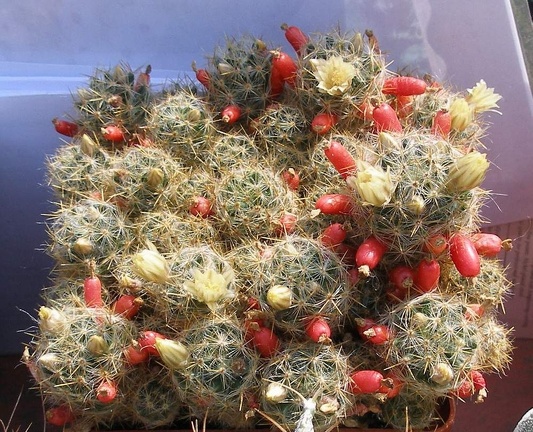 Выставка в рамках Юморины - 01 апреля 2011 (Городской сад)