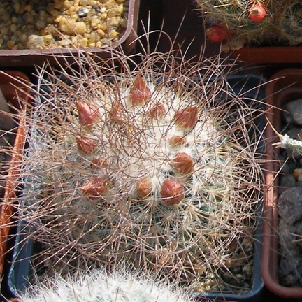 Выставка в рамках Юморины - 01 апреля 2011 (Городской сад)