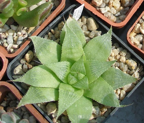 Выставка в рамках Юморины - 01 апреля 2011 (Городской сад)