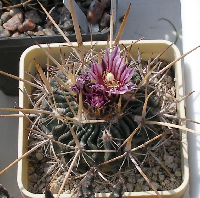 Выставка в рамках Юморины - 01 апреля 2011 (Городской сад)