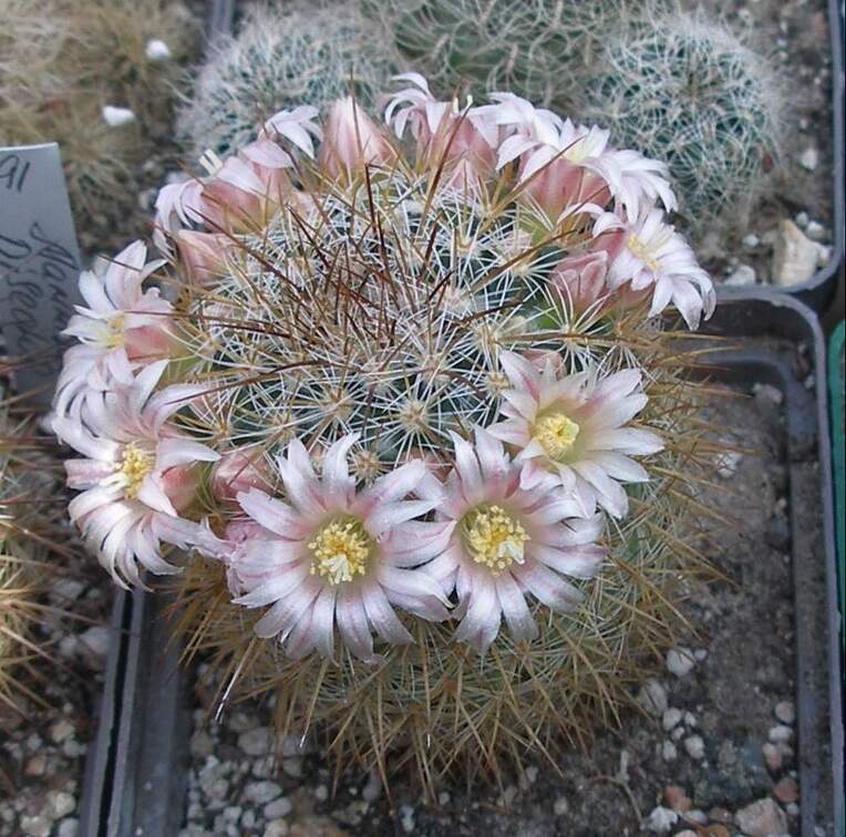 Выставка в рамках Юморины - 01 апреля 2011 (Городской сад)