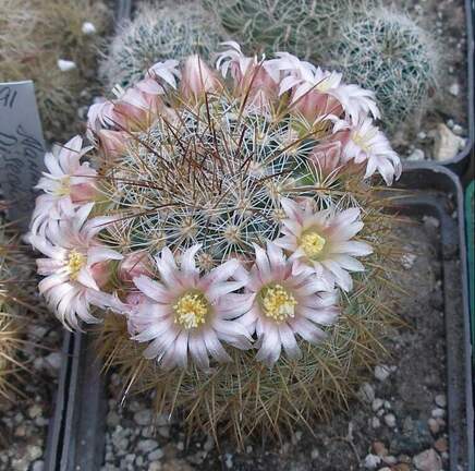 Выставка в рамках Юморины - 01 апреля 2011 (Городской сад)