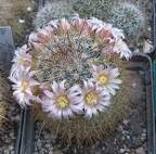 Выставка в рамках Юморины - 01 апреля 2011 (Городской сад)