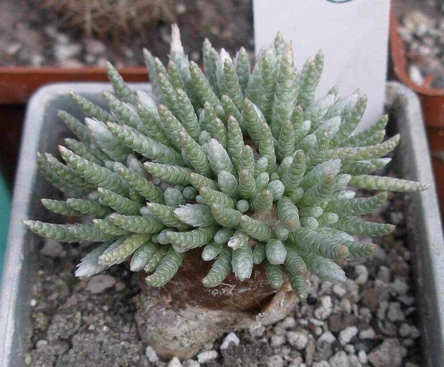 Выставка в рамках Юморины - 01 апреля 2011 (Городской сад)