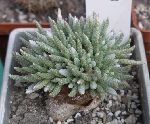 Выставка в рамках Юморины - 01 апреля 2011 (Городской сад)