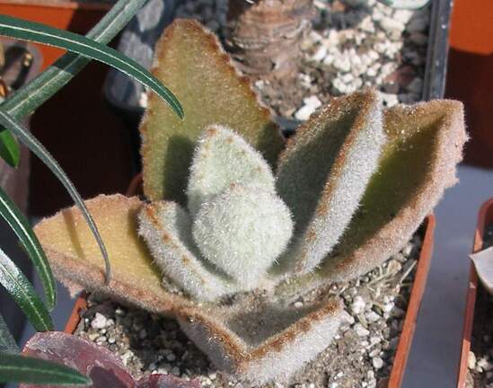 Выставка в рамках Юморины - 01 апреля 2011 (Городской сад)