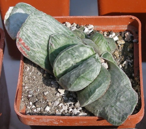 Выставка в рамках Юморины - 01 апреля 2011 (Городской сад)