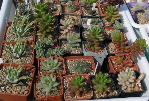 Выставка в рамках Юморины - 01 апреля 2011 (Городской сад)