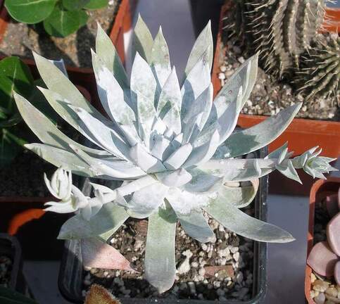 Выставка в рамках Юморины - 01 апреля 2011 (Городской сад)