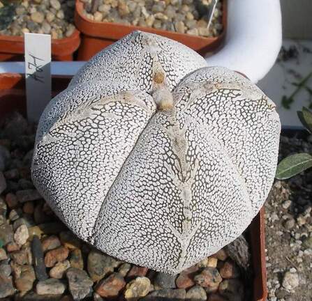 Выставка в рамках Юморины - 01 апреля 2011 (Городской сад)