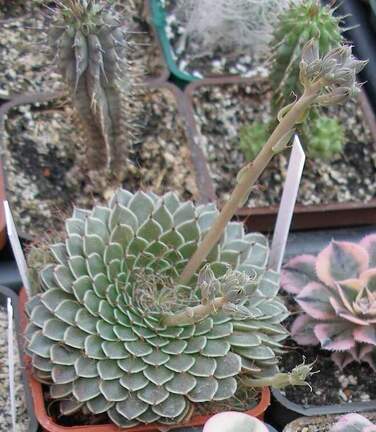 Выставка в рамках Юморины - 01 апреля 2011 (Городской сад)