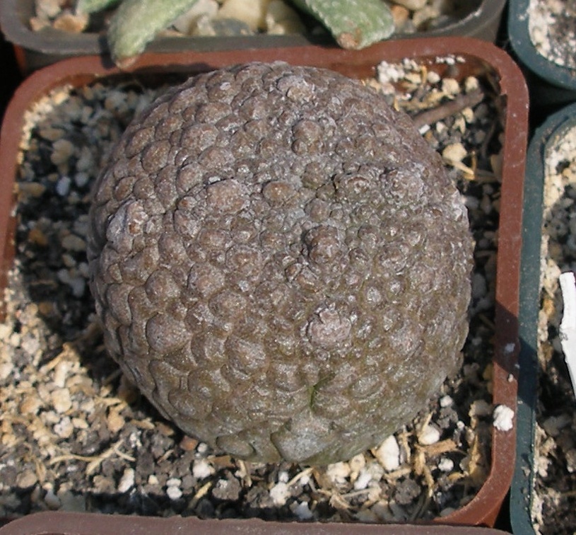 Выставка в рамках Юморины - 01 апреля 2011 (Городской сад)