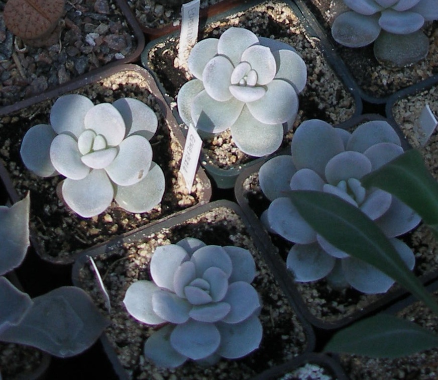 Выставка в рамках Юморины - 01 апреля 2011 (Городской сад)