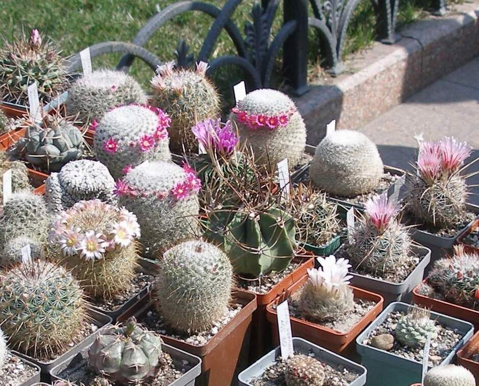 Выставка в рамках Юморины - 01 апреля 2011 (Городской сад)