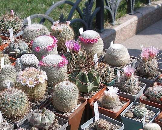 Выставка в рамках Юморины - 01 апреля 2011 (Городской сад)