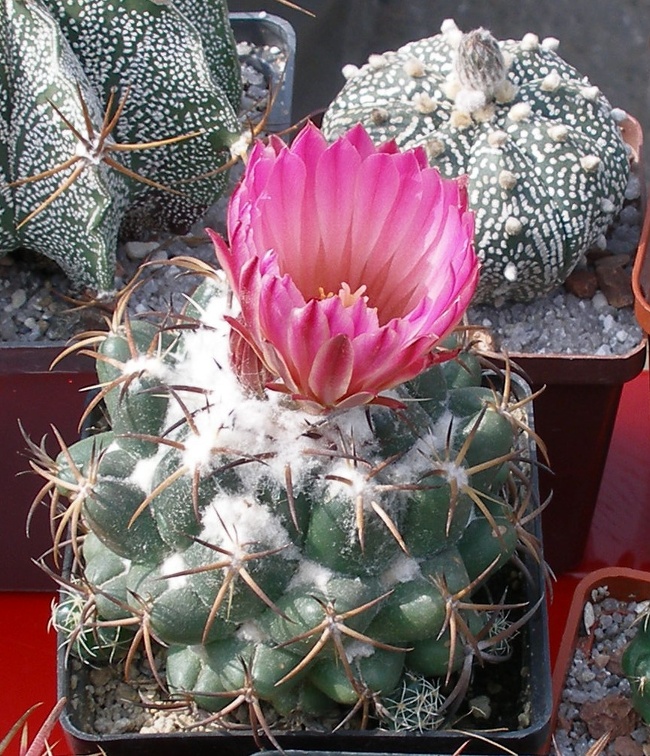 Выставка 02 -04.09.2011 на Куликовом поле