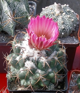 Выставка 02 -04.09.2011 на Куликовом поле