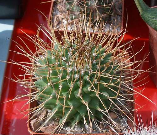 Выставка 02 -04.09.2011 на Куликовом поле