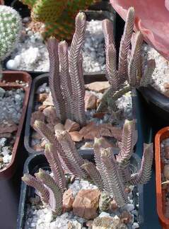 Выставка 02 -04.09.2011 на Куликовом поле