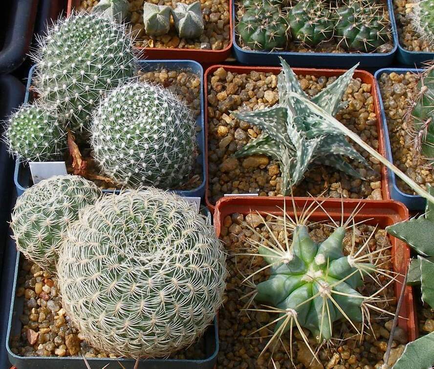 Выставка 02 -04.09.2011 на Куликовом поле