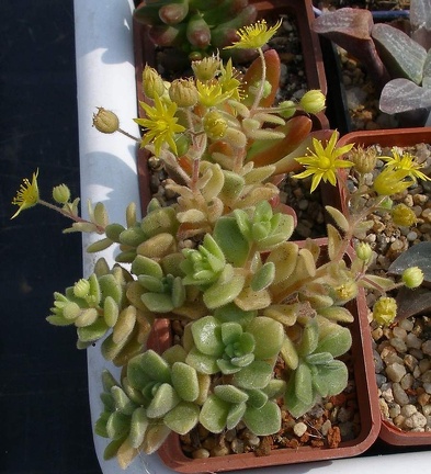 Выставка 02 -04.09.2011 на Куликовом поле