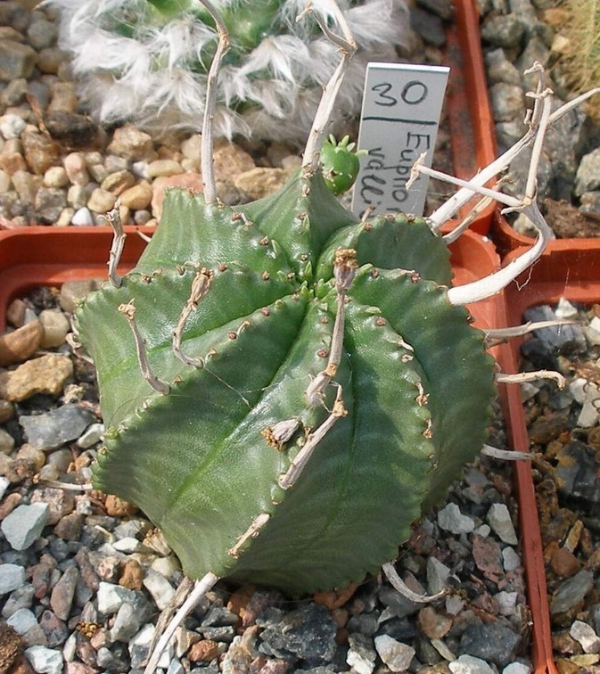 Выставка 02 -04.09.2011 на Куликовом поле