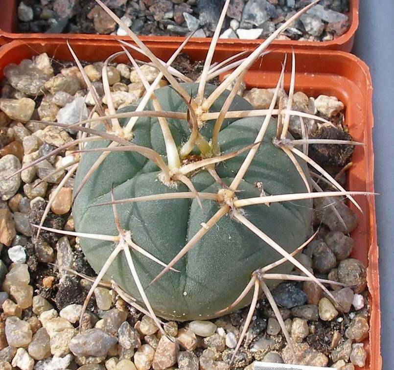 Выставка 02 -04.09.2011 на Куликовом поле