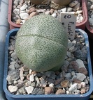 Выставка 02-04.09.2011 на Куликовом поле