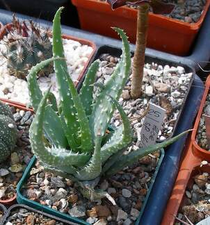 Выставка 02-04.09.2011 на Куликовом поле