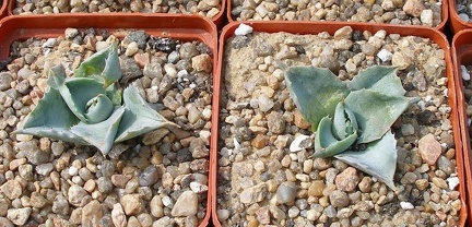 Выставка 02 -04.09.2011 на Куликовом поле