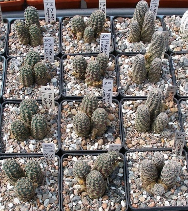 Выставка 02 -04.09.2011 на Куликовом поле