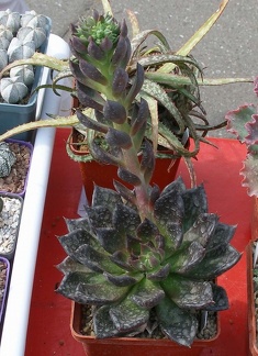 Выставка 02-04.09.2011 на Куликовом поле