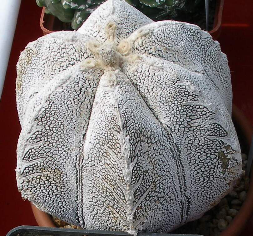 Выставка 02-04.09.2011 на Куликовом поле