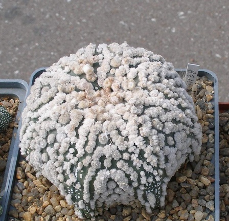 Выставка 02-04.09.2011 на Куликовом поле