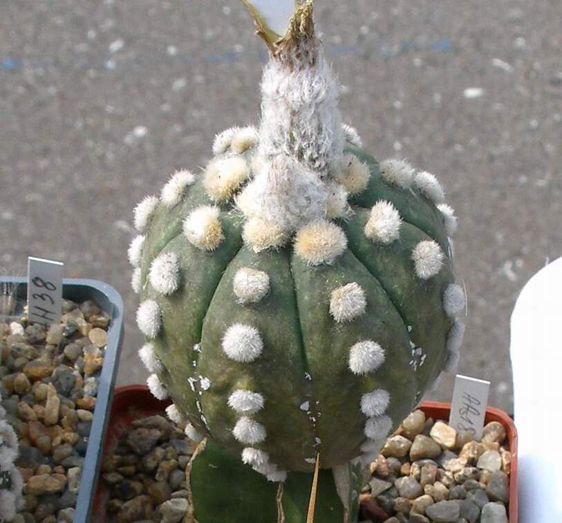 Выставка 02-04.09.2011 на Куликовом поле