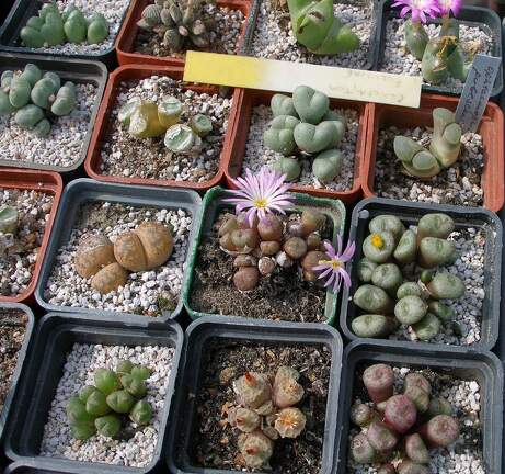 Выставка 02 -04.09.2011 на Куликовом поле