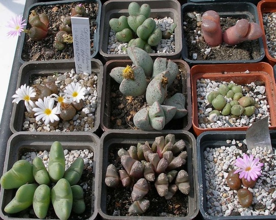 Выставка 02 -04.09.2011 на Куликовом поле